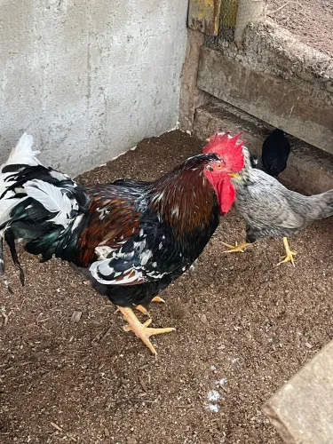 Galinhas e frangos