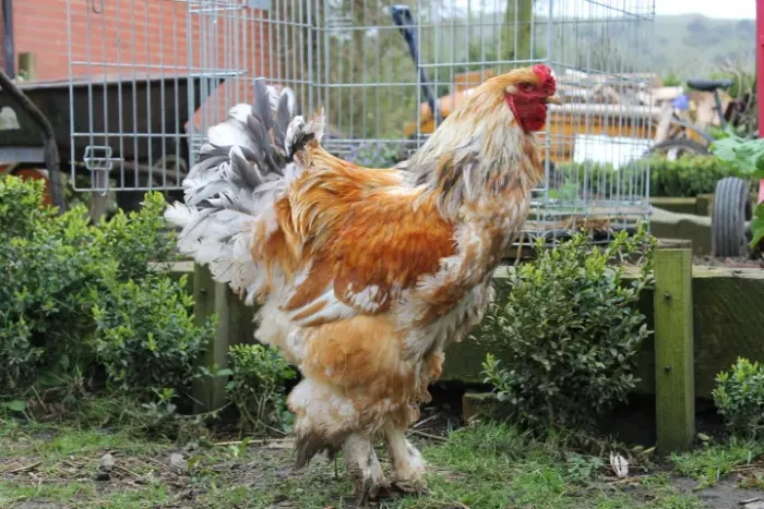 Ovos para incubação Galinha Brahma Lemon pyle