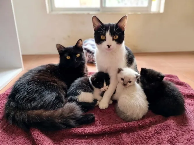 6 gatinhos para adoção responsável! (leia a legenda por favor)