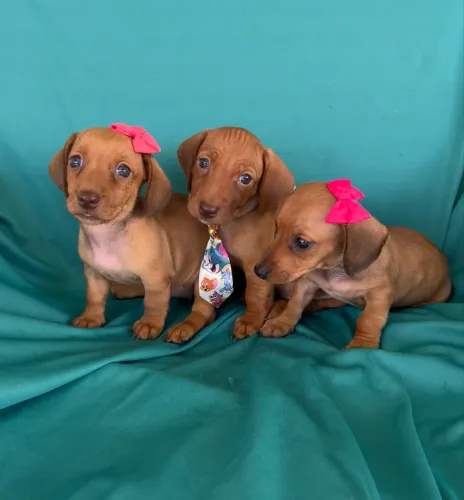 Filhotes de Dachshund ( salsicha )