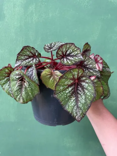 Vaso de plantas 