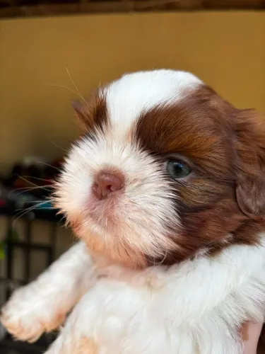 Filhote de shihtzu macho