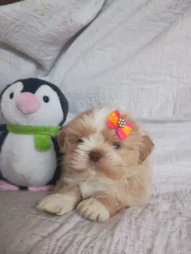 Bebê Shihtzu fêmea