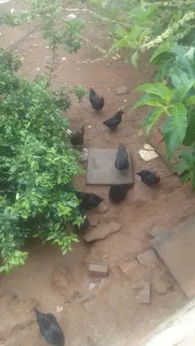 Vendo seis galinhas mestiçadas com AYAN CEMANI da Indonésia