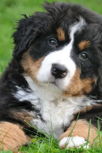 Bernese Mountain Um encontro que faz sentido