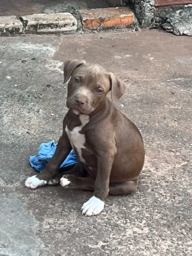 Pitmonter misturado com american bully