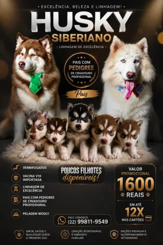 Husky siberiano wooly ultimos promocao