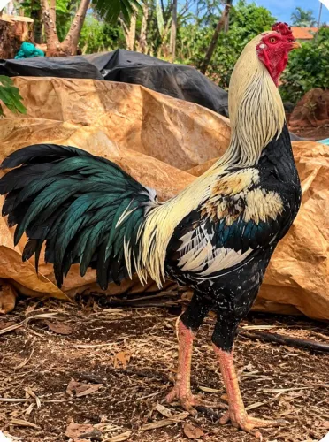 Galo índio gigante puro