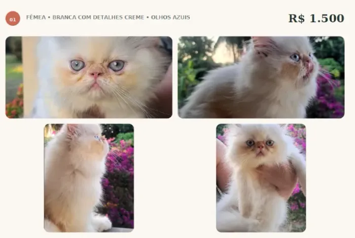 Gatinhos Persas à procura de um novo lar ?
