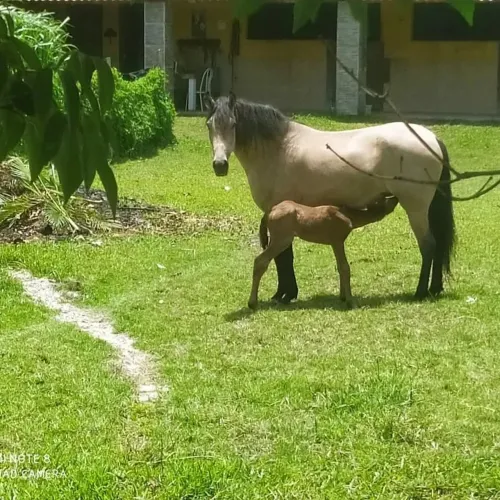 Vendo egua mangalarga com registro