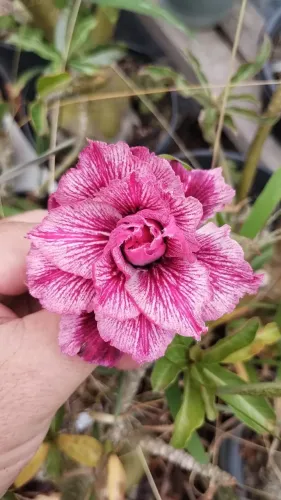 Vendo Enxertos Matriz de Rosa do Deserto.