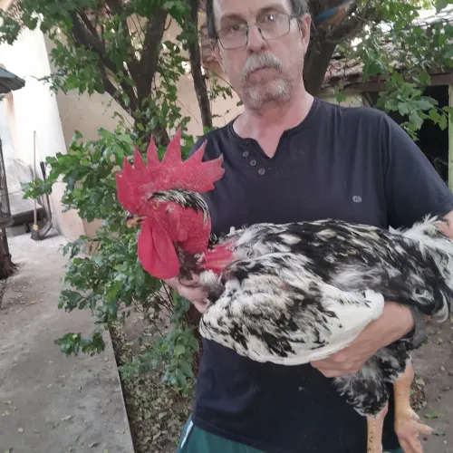 Ovos galados gsb