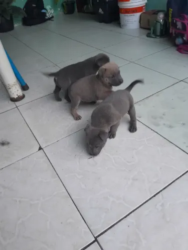 Filhote de chow chow com american buly