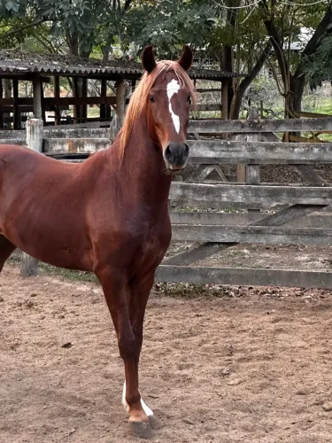 Cavalo Margalarga Marchador Alazão