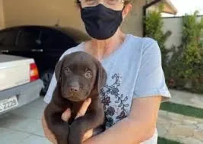 LABRADOR Um Labrador para conquistar seu coração.