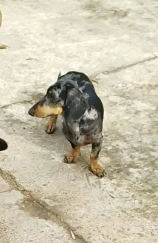 Dachshund miniatura Arlequim Macho