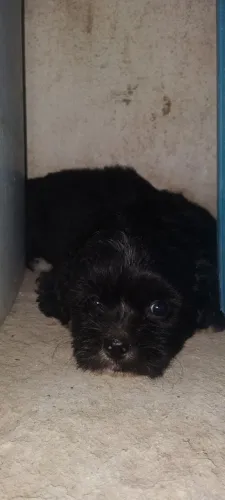 Cachorros Shih Tzu com Poodle V. L4
