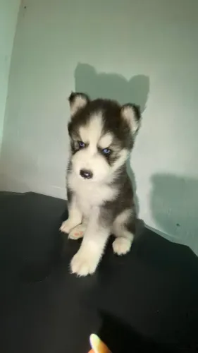 Husky