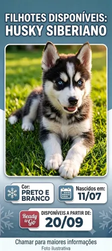Filhotes de Husky Siberianos