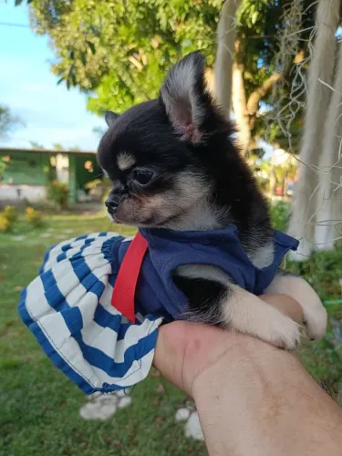 Chihuahua pelo longo.