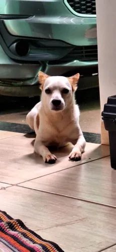 PROCURA- SE NAMORADA PARA MEU PET