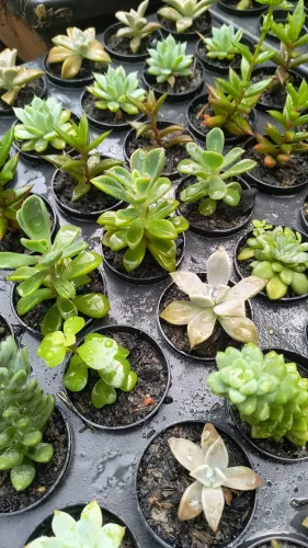 Cactos e suculentas 
