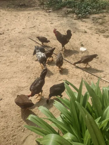 Galinhas caipira