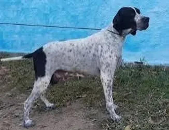 Perdigueiro 