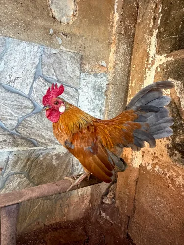 Galinho caipirinha 