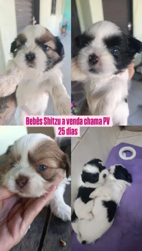 Shitzu com olhos azuis