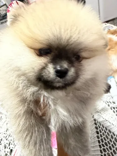 Spitz. Alemão Fêmea