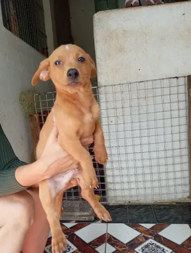 Doação responsável desse lindo cachorrinho macho