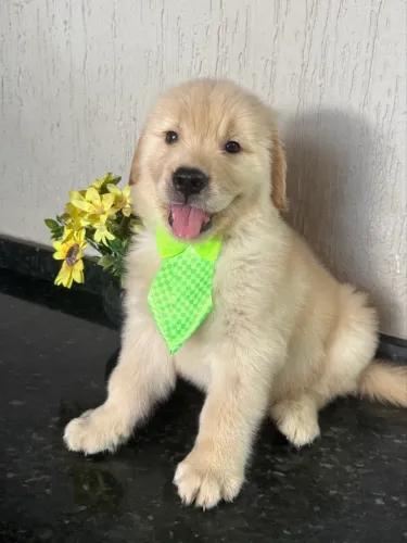 Golden retriever macho com pedigree