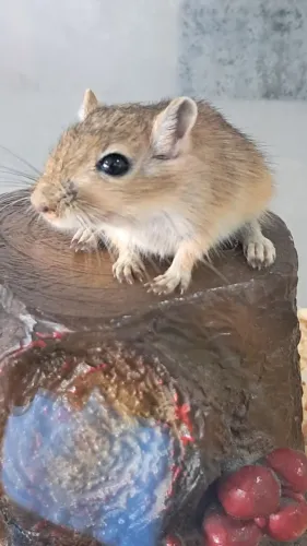 Gerbil (Esquilo-da-Mongólia) - O Pet Exótico que Vai lhe Conquistar