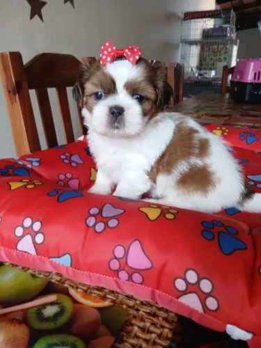 Shitzu fêmea mini tricolor lindíssima 