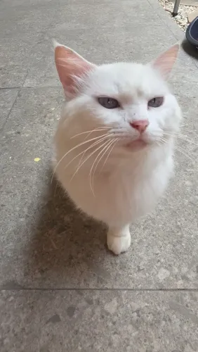 GATO CASTRADO - Angorá Turco - para adoção responsável. 