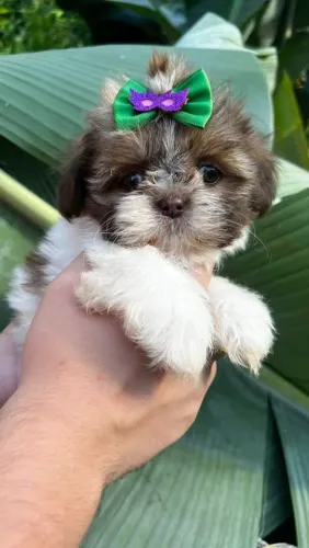 ShihTzu Lindos filhotes de porte pequeno, Entrega Grátis!!!!!!!!!!!!!!!!!!