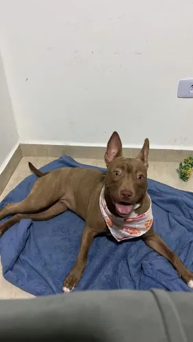 Pitbull filhote 5 meses
