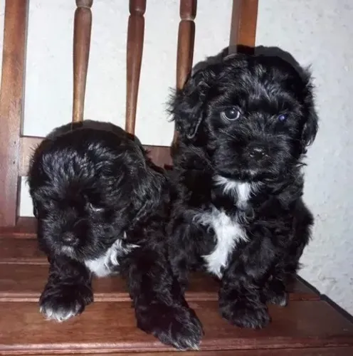 Maltês com poodle pretinhos lindos caminha brinde