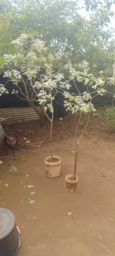 Mudas de NEVE DA MONTANHA FLORANDO