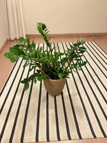 Zamioculca grande com vaso rosa