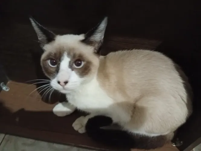 Gato para adoção 