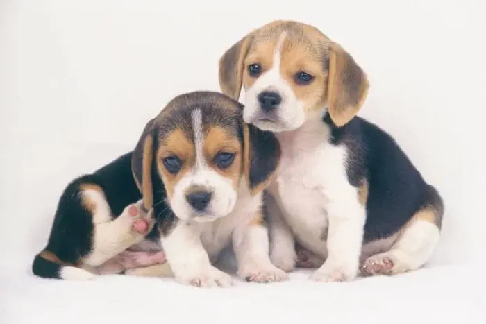 ? Ninhada de Beagle | Filhotes Bem Socializados