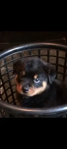Rottweiler fêmea com Pedigree