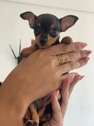 Pinscher fêmea 00