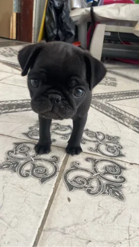 Pug filhote