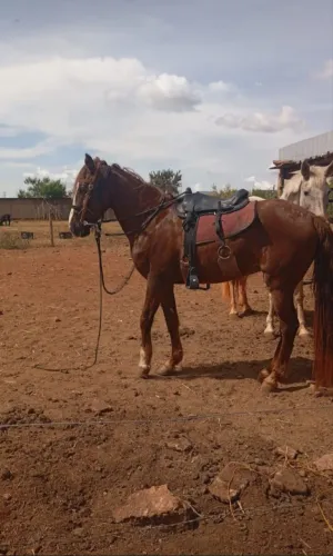 Cavalo a venda 