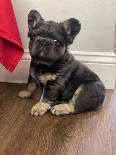 Bulldog Francês Fluffy Blue Tan Exótico - Pedigree