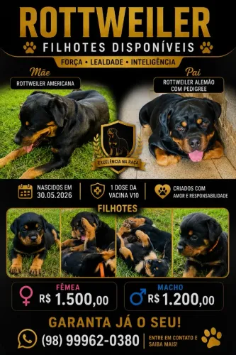 Filhotes Rottweiler 