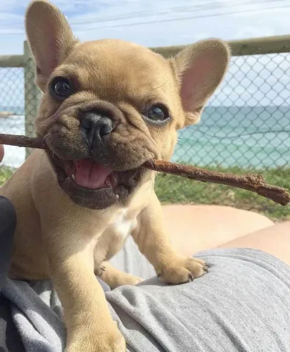 Bulldogue Francês - Impressiona Pelo Porte, Conquista Pelo Jeito